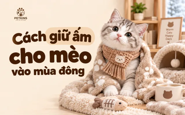 Cách giữ ấm cho mèo