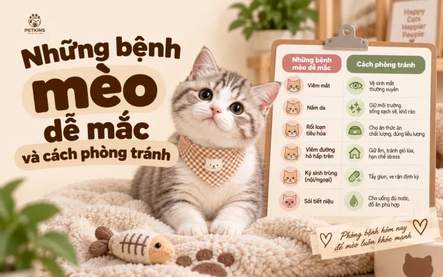 Những bệnh mèo dễ mắc và cách phòng tránh
