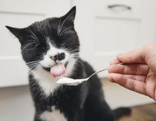 Mèo có ăn được sữa chua không? Những điều người nuôi cần biết