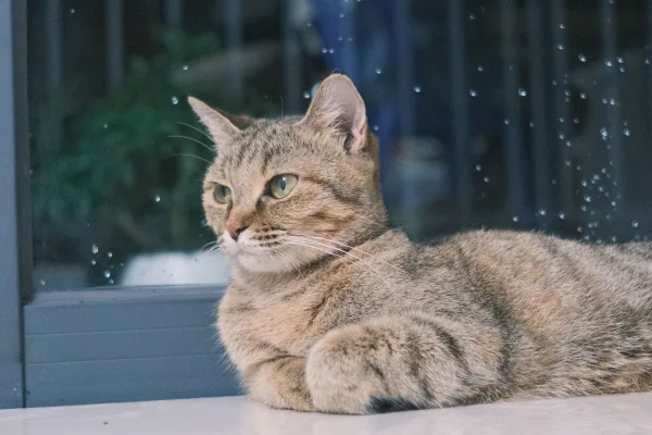 Những bệnh mèo dễ mắc vào mùa mưa và cách phòng tránh hiệu quả