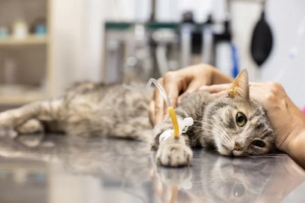 Làm gì nếu mèo lỡ ăn phải thực phẩm nguy hiểm