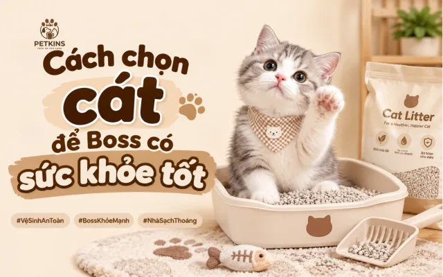 Cách chọn cát cho mèo
