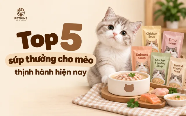 Top 5 súp thửogn thịnh hành cho mèo