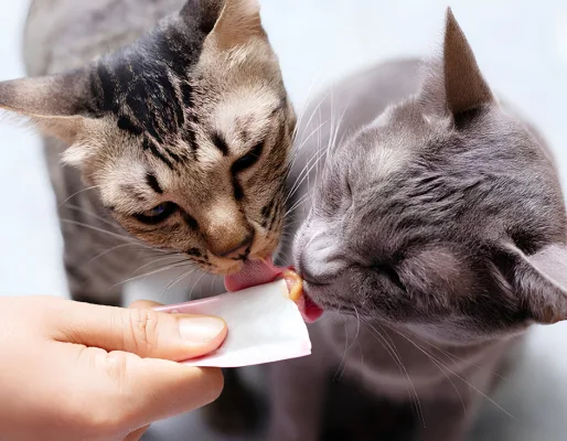 Top 5 súp thưởng cho mèo được nhiều sen lựa chọn hiện nay
